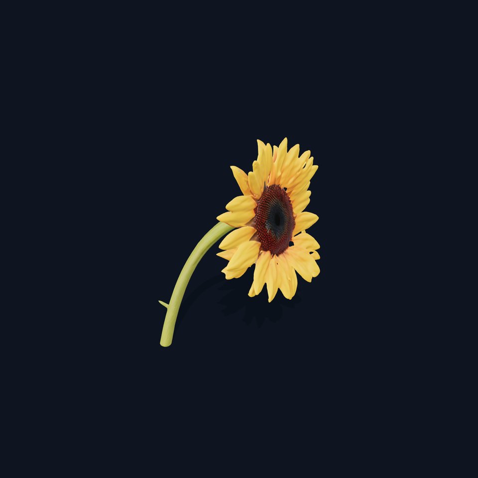 Vibrant Sunflower model pack